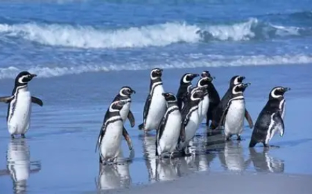 Litoral de São Paulo: Mais de 700 pinguins são encontrados mortos