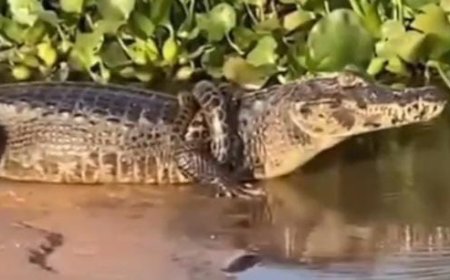 Jacaré anda com sucuri enrolada em seu corpo