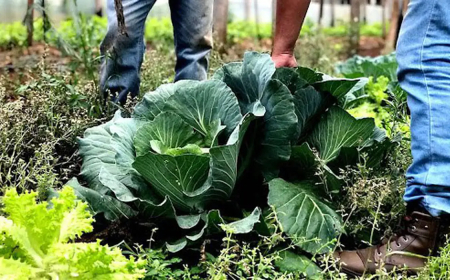 Para produção de bioinsumo agricultura familiar receberá R$ 60 milhões