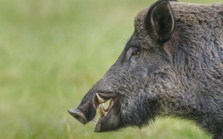 Bonificar caçadores: Projeto de lei quer dar aos estados o controle sobre javalis