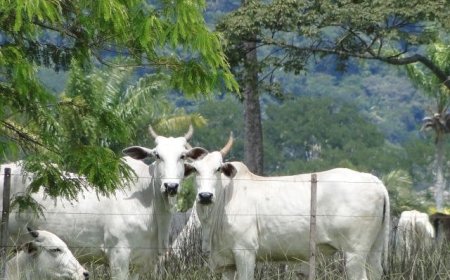 Preços do boi gordo