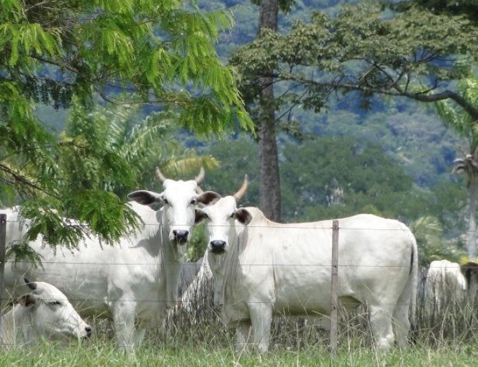 Preço do boi gordo tem semana de volatilidade com conflito no Oriente Médio
