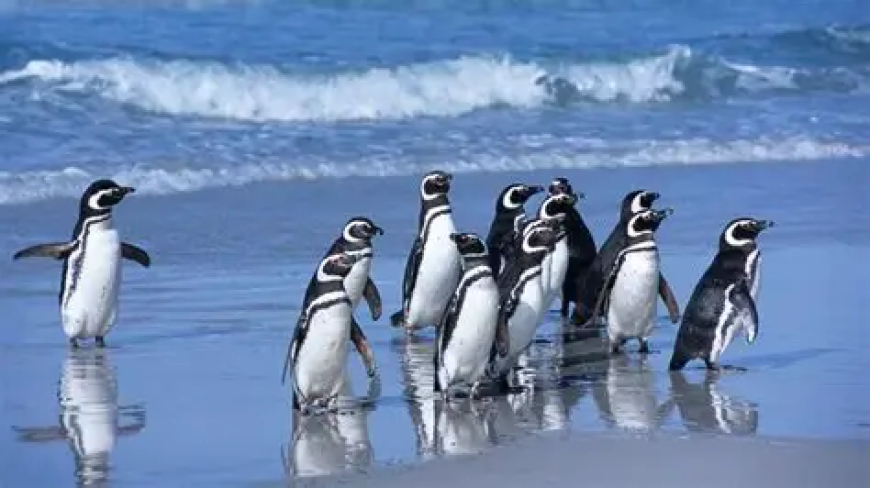 Litoral de São Paulo: Mais de 700 pinguins são encontrados mortos