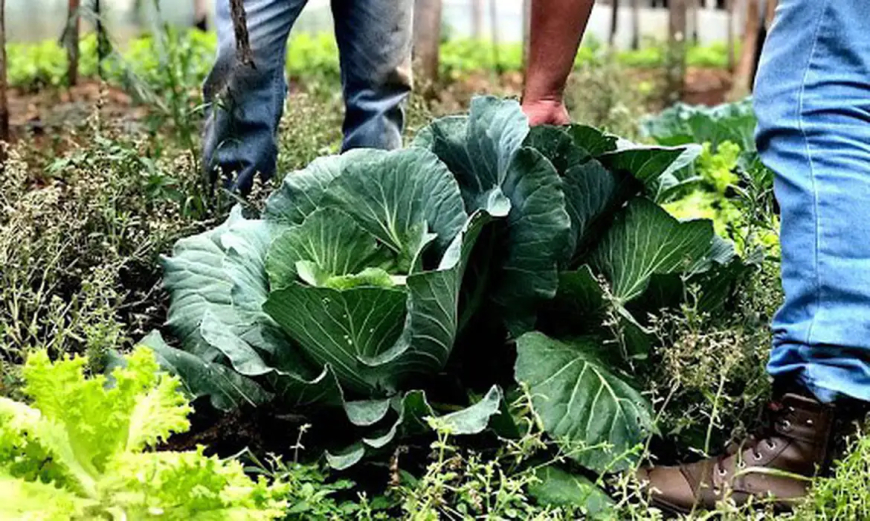 Para produção de bioinsumo agricultura familiar receberá R$ 60 milhões