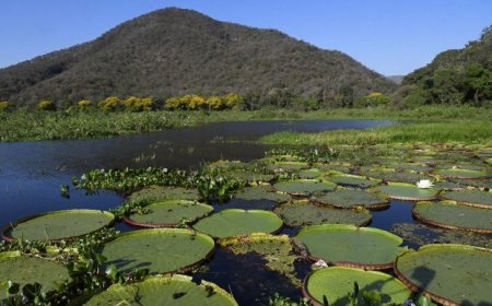 National Geographic: Pantanal brasileiro é destaque em campanha global inédita