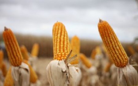 Levantamento da Aprosoja/MS: Colheita do milho avança em MS, mas chuvas deixam ritmo 7,6 pontos abaixo do ano passado