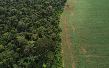 Supressão de Vegetação: Estados e DF devem padronizar Autorização