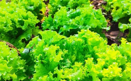 Ponta Porã: Hospital Regional amplia ações sustentáveis com horta comunitária