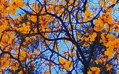 Temporais e fortes ventos: Primavera começa com chegada de frente fria