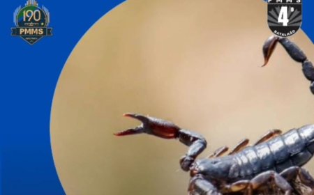 Ponta Porã: Polícia Militar auxilia em resgate de criança picada por escorpião