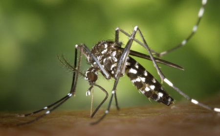 ALERTA: Chikungunya traz preocupações após uma década de presença no Brasil