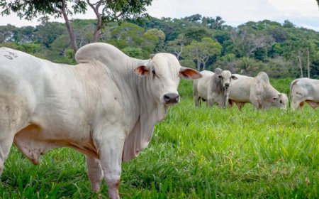 Tem tendência definida: Meio de semana com preços do boi gordo andando de lado