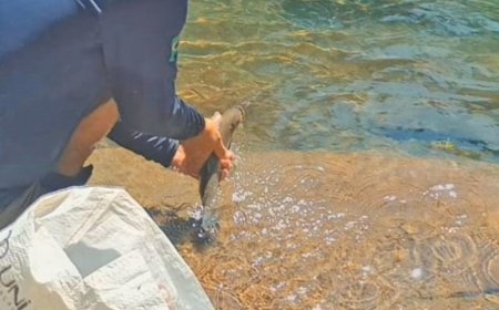 Trecho seca e 148 peixes são resgatados, em situação crítica no Rio da Prata