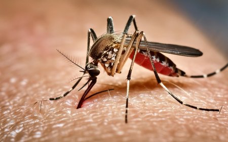 Deixam sequelas: Vírus da chikungunya afeta crianças e adolescentes