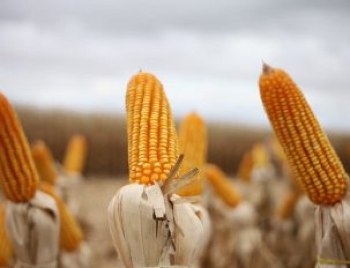 Levantamento da Aprosoja/MS: Colheita do milho avança em MS, mas chuvas deixam ritmo 7,6 pontos abaixo do ano passado