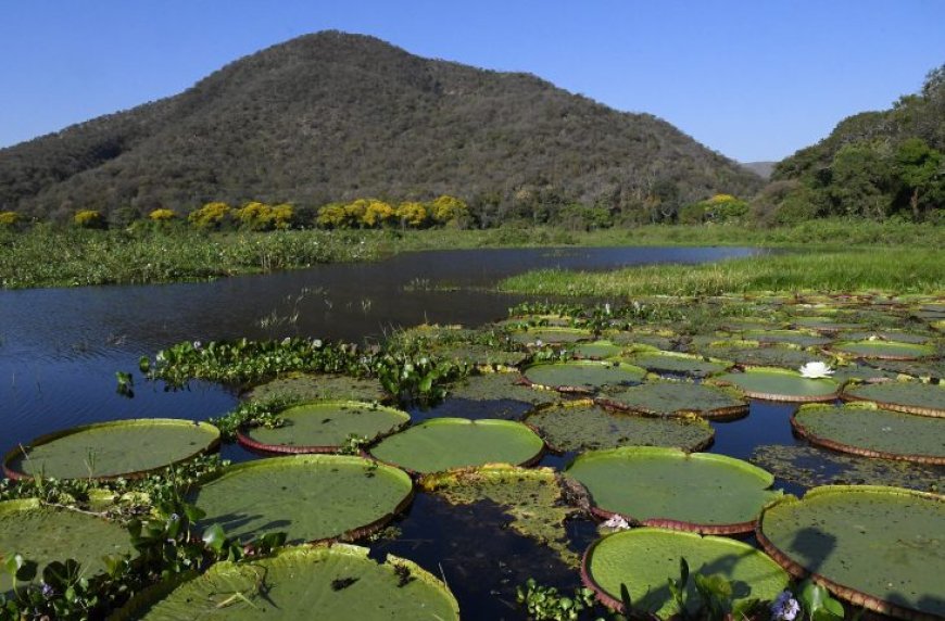 National Geographic: Pantanal brasileiro é destaque em campanha global inédita