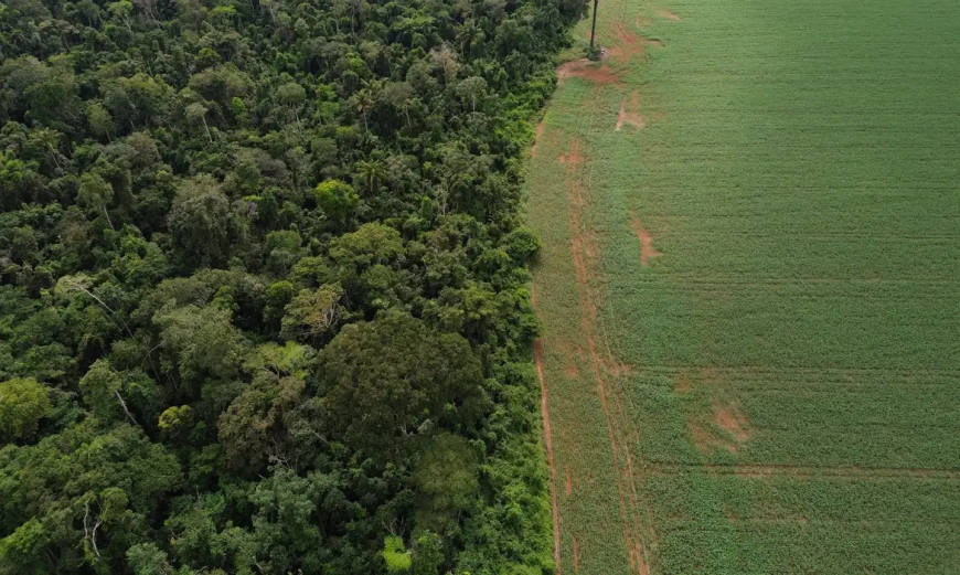 Supressão de Vegetação: Estados e DF devem padronizar Autorização
