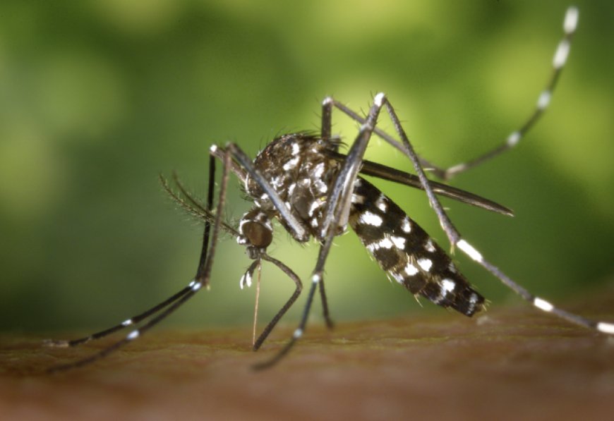 ALERTA: Chikungunya traz preocupações após uma década de presença no Brasil