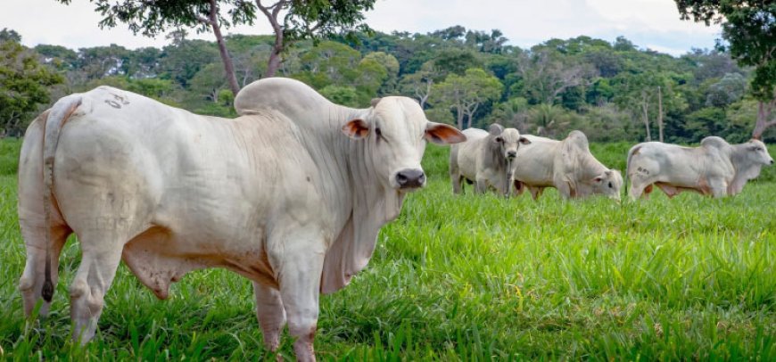 Tem tendência definida: Meio de semana com preços do boi gordo andando de lado