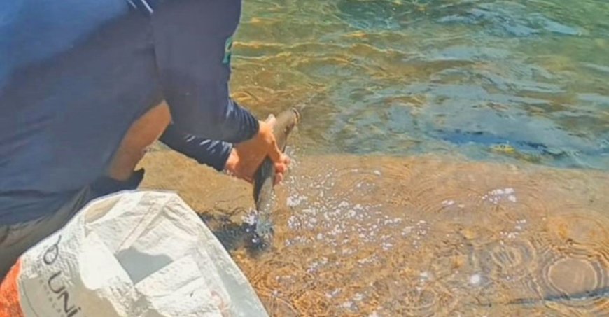 Trecho seca e 148 peixes são resgatados, em situação crítica no Rio da Prata