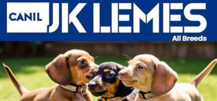 O Charme Pet Invade a Feira Agro de Angélica! Canil JK Lemes Leva Fofura e Inovação para o evento