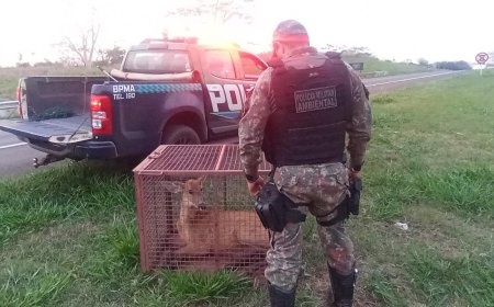 Cervo atropelado em rodovia é resgatado pela Polícia Militar Ambiental