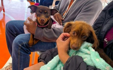 Caravana da Castração: 2ª etapa atende 9,6 mil animais