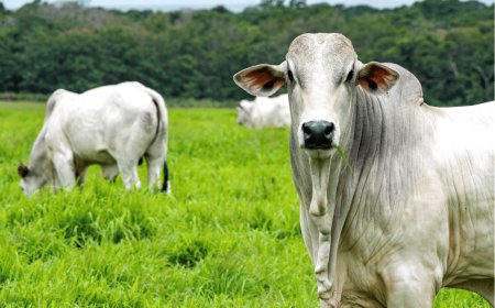 Mato Grosso do Sul: Arroba do boi inicia outubro em alta e preço se mantém firme