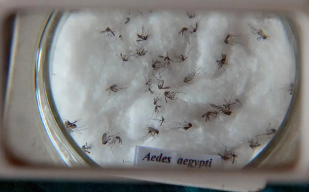 Vírus da dengue: Pesquisa do Butantan padroniza nomenclatura