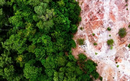 Recuperação ambiental de áreas degradadas em Ponta Porã são fiscalizadas pelo MPMS