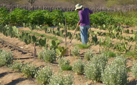 Tradicionais e extrativistas: CMN simplifica crédito rural a populações