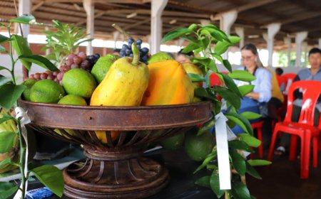 Agricultura familiar vive momento de relevância com sistema agroflorestal e economia de carbono