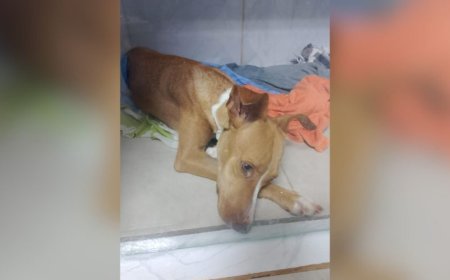 Campo Grande: Pandora luta pela vida e precisa de ajuda para amamentar nove filhotes
