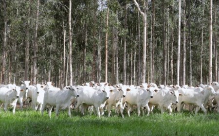 Declaração de Rebanho: segunda etapa da campanha da Iagro começa em 1º de novembro