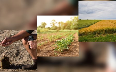 Diversidade de culturas e estrutura do solo serão foco da mesa sobre regeneração na Ponta Agrotec 2025