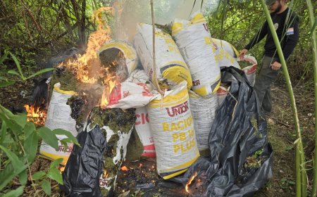 “Nova Aliança 53” tira cerca de mil toneladas de maconha de circulação na Fronteira