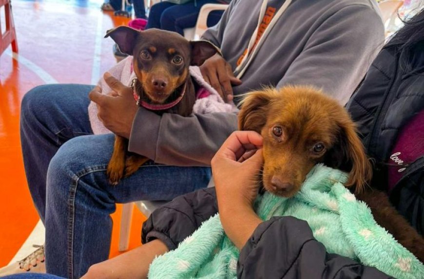 Caravana da Castração: 2ª etapa atende 9,6 mil animais