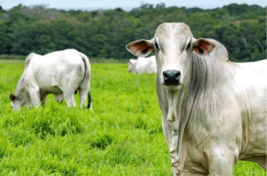 Mato Grosso do Sul: Arroba do boi inicia outubro em alta e preço se mantém firme