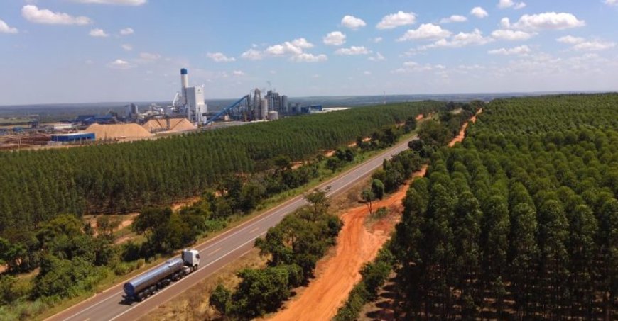 Mercado internacional: MS mantém alta nas exportações e amplia presença