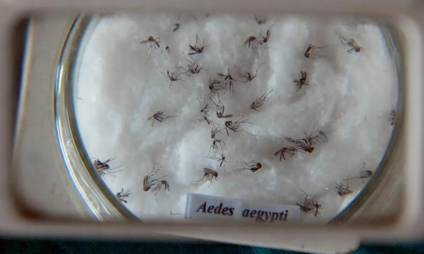 Vírus da dengue: Pesquisa do Butantan padroniza nomenclatura
