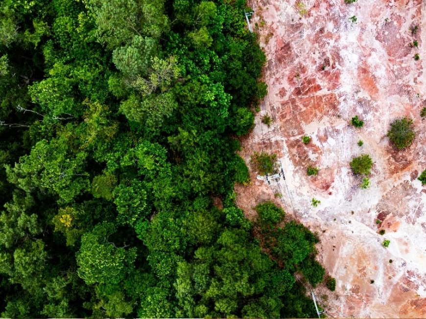 Recuperação ambiental de áreas degradadas em Ponta Porã são fiscalizadas pelo MPMS