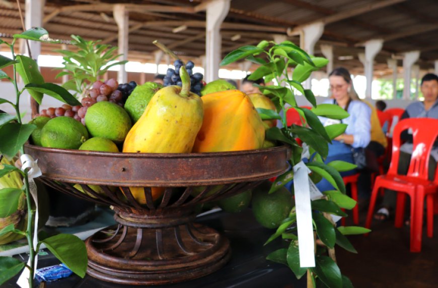 Agricultura familiar vive momento de relevância com sistema agroflorestal e economia de carbono