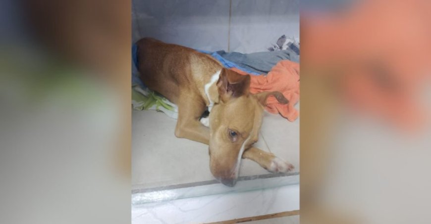Campo Grande: Pandora luta pela vida e precisa de ajuda para amamentar nove filhotes