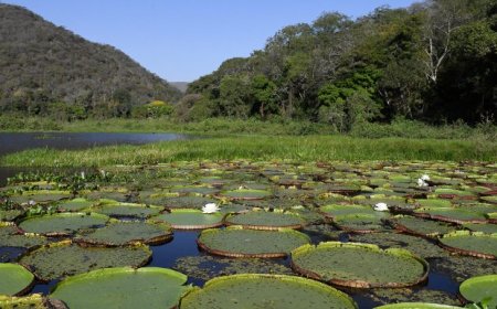 Avanços ao aliar crescimento e preservação referendam MS na COP30, e Estado adere ao ‘selo verde’ europeu