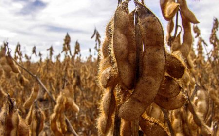 Conab atualiza dados e aponta atraso na temporada de soja 25/26; mercado reage na semana