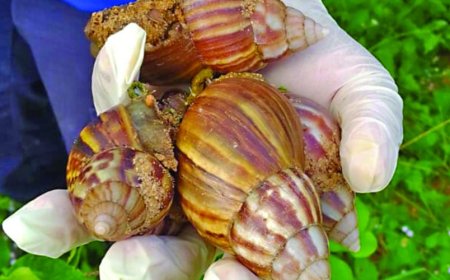 Chuva causa infestação de caramujo africano em bairros da Capital