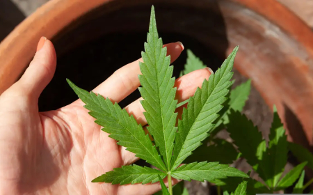 Cannabis medicinal: STJ adia prazo para regulamentação do plantio