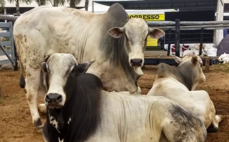 Mercado do boi mantém preços apesar da incerteza