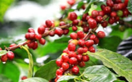 Reversão das tarifas anima exportadores de café