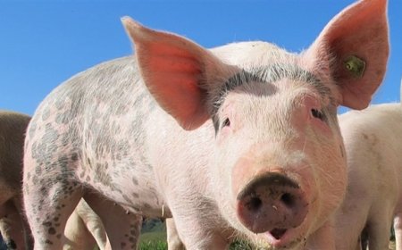 Suínos: poder de compra frente ao farelo volta a cair